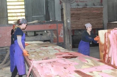 Ngành Chế Biến Gỗ Hồi Phục
